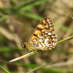 Oreixenica lathoniella (Silver Xenica) at Namadgi National Park - 24 Feb 2019 by MatthewFrawley