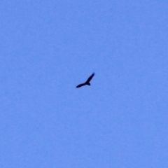 Aquila audax (Wedge-tailed Eagle) at Amaroo, ACT - 24 Feb 2019 by davobj