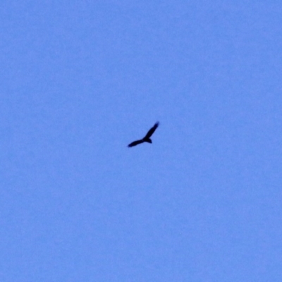 Aquila audax (Wedge-tailed Eagle) at Amaroo, ACT - 24 Feb 2019 by davobj