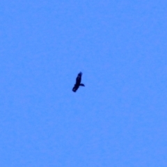 Aquila audax at Amaroo, ACT - 24 Feb 2019 05:06 PM