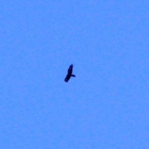 Aquila audax at Amaroo, ACT - 24 Feb 2019 05:06 PM