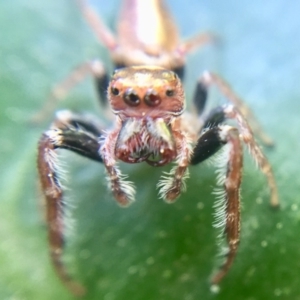 Opisthoncus grassator at Curtin, ACT - 13 Sep 2018