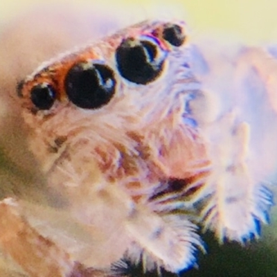 Salticidae (family) (Unidentified Jumping spider) at Curtin, ACT - 13 Sep 2018 by Embee