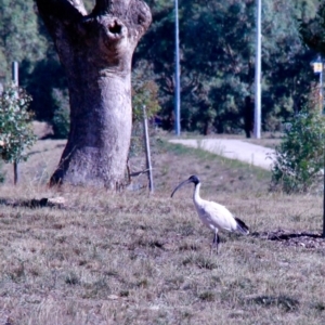 Threskiornis molucca at Amaroo, ACT - 24 Feb 2019 04:58 PM