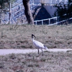 Threskiornis molucca at Amaroo, ACT - 24 Feb 2019 04:58 PM