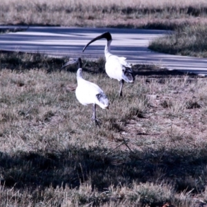 Threskiornis molucca at Amaroo, ACT - 24 Feb 2019 04:58 PM