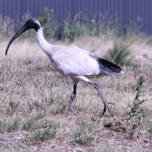 Threskiornis molucca at Amaroo, ACT - 24 Feb 2019 04:58 PM