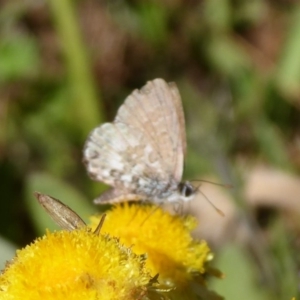 Neolucia hobartensis at Cotter River, ACT - 23 Feb 2019