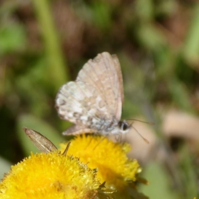 Neolucia hobartensis (Montane Heath-blue) at Namadgi National Park - 23 Feb 2019 by Christine