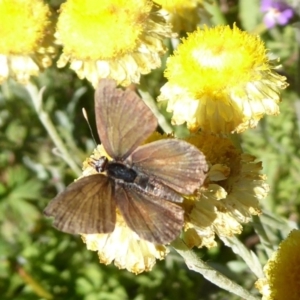 Neolucia hobartensis at Cotter River, ACT - 23 Feb 2019