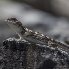 Amphibolurus muricatus (Jacky Lizard) at Namadgi National Park - 3 Feb 2019 by dannymccreadie