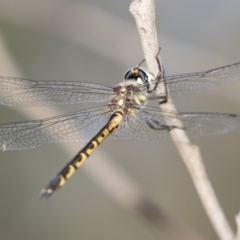 Hemicordulia australiae (Australian Emerald) at Amaroo, ACT - 22 Feb 2019 by Alison Milton