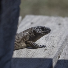 Egernia cunninghami (Cunningham's Skink) at Namadgi National Park - 3 Feb 2019 by dannymccreadie