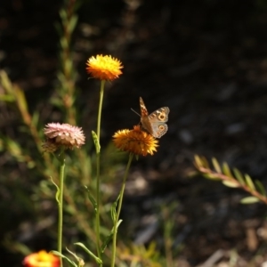 Junonia villida at Acton, ACT - 22 Feb 2019 03:00 PM