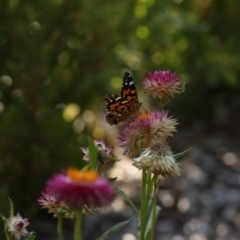 Vanessa kershawi (Australian Painted Lady) at Acton, ACT - 22 Feb 2019 by redsnow