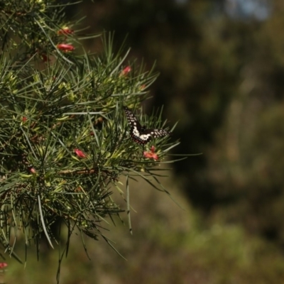 Papilio anactus (Dainty Swallowtail) at ANBG - 22 Feb 2019 by redsnow