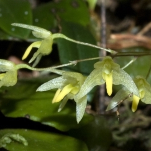 Bulbophyllum exiguum at Bomaderry Creek Regional Park - suppressed