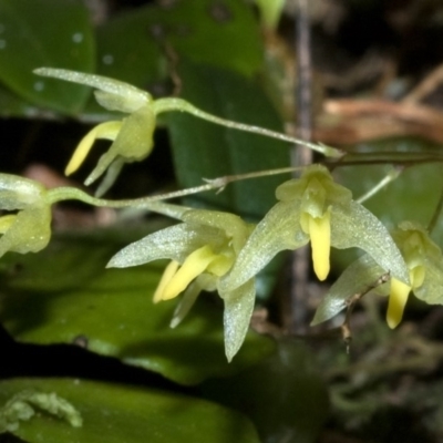 Bulbophyllum exiguum (Tiny Strand Orchid) at Bomaderry Creek Regional Park - 25 Mar 2011 by AlanS