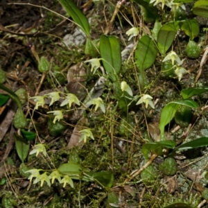 Bulbophyllum exiguum at Budgong, NSW - 17 Mar 2013