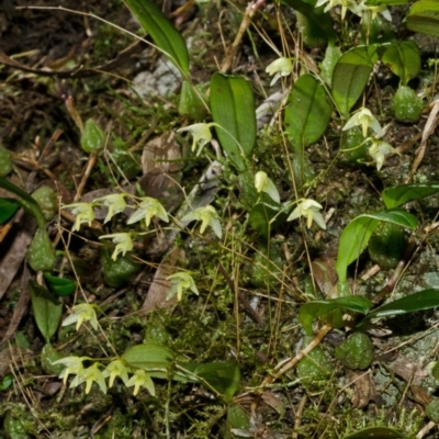 Bulbophyllum exiguum (Tiny Strand Orchid) at Budgong, NSW - 16 Mar 2013 by AlanS