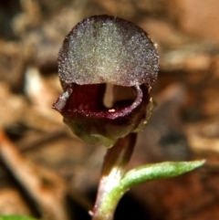 Corybas unguiculatus (Small Helmet Orchid) at Budgong, NSW - 22 Jul 2007 by AlanS