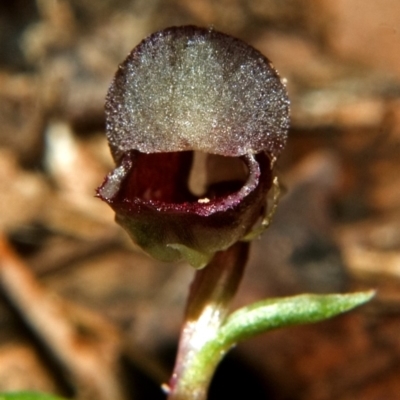 Corybas unguiculatus (Small Helmet Orchid) at Budgong, NSW - 21 Jul 2007 by AlanS