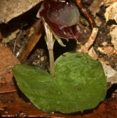 Corybas unguiculatus at Budgong, NSW - 22 Jul 2007