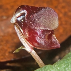 Corybas unguiculatus at Yerriyong, NSW - suppressed