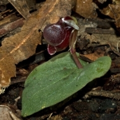 Corybas unguiculatus (Small Helmet Orchid) at Yerriyong, NSW - 23 Jun 2011 by AlanS