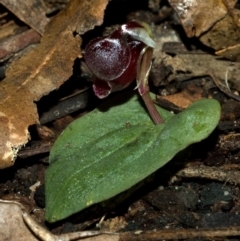 Corybas unguiculatus at Yerriyong, NSW - 23 Jun 2011