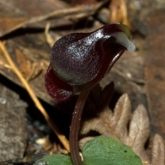 Corybas unguiculatus (Small Helmet Orchid) at Vincentia, NSW - 3 Jul 2011 by AlanS