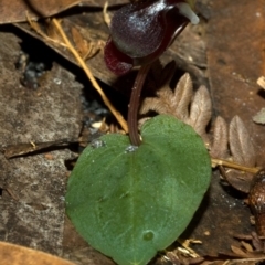 Corybas unguiculatus at Vincentia, NSW - suppressed