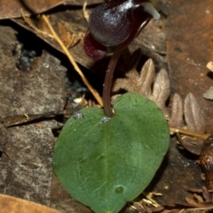 Corybas unguiculatus at Vincentia, NSW - 4 Jul 2011