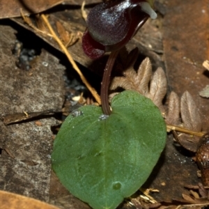 Corybas unguiculatus at Vincentia, NSW - suppressed
