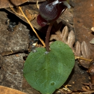 Corybas unguiculatus at Vincentia, NSW - 4 Jul 2011