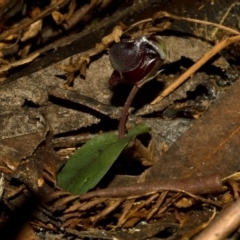 Corybas unguiculatus at Vincentia, NSW - suppressed