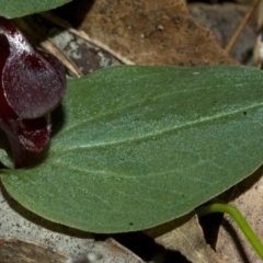 Corybas unguiculatus (Small Helmet Orchid) at Yerriyong, NSW - 26 Jun 2010 by AlanS