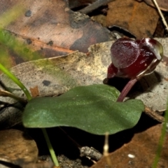 Corybas unguiculatus at Yerriyong, NSW - suppressed