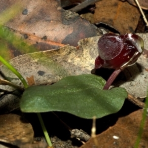 Corybas unguiculatus at Yerriyong, NSW - suppressed