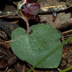 Corybas unguiculatus at Yerriyong, NSW - suppressed