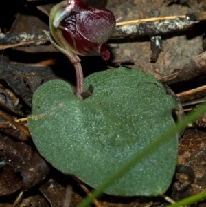 Corybas unguiculatus at Yerriyong, NSW - suppressed