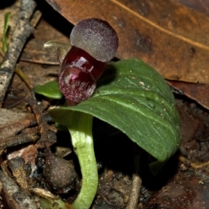 Corybas unguiculatus at Yerriyong, NSW - suppressed