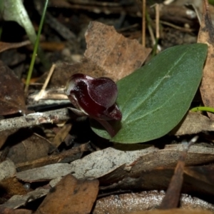 Corybas unguiculatus at Yerriyong, NSW - suppressed