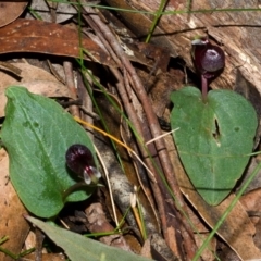 Corybas unguiculatus (Small Helmet Orchid) at Jerrawangala, NSW - 13 Jun 2015 by AlanS