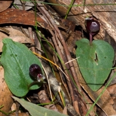 Corybas unguiculatus (Small Helmet Orchid) at Jerrawangala, NSW - 14 Jun 2015 by AlanS