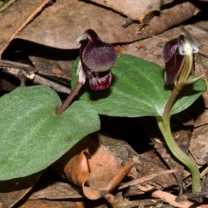 Corybas unguiculatus at Jerrawangala, NSW - suppressed