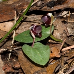 Corybas unguiculatus at Jerrawangala, NSW - suppressed