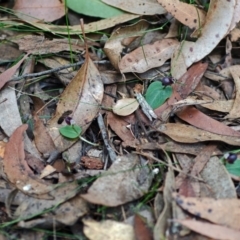 Corybas unguiculatus at Jerrawangala, NSW - suppressed