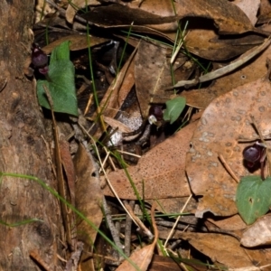 Corybas unguiculatus at Jerrawangala, NSW - suppressed