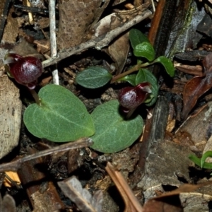 Corybas unguiculatus at Jerrawangala, NSW - suppressed